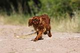 KING CHARLES SPANIEL 188